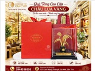 Chậu Lúa Vàng – Quà Tặng Cao Cấp Cho Đối Tác, Khách Hàng